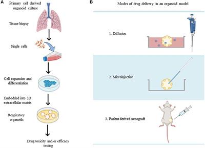 Frontiers | Modifying And Integrating In Vitro And Ex Vivo Respiratory ...